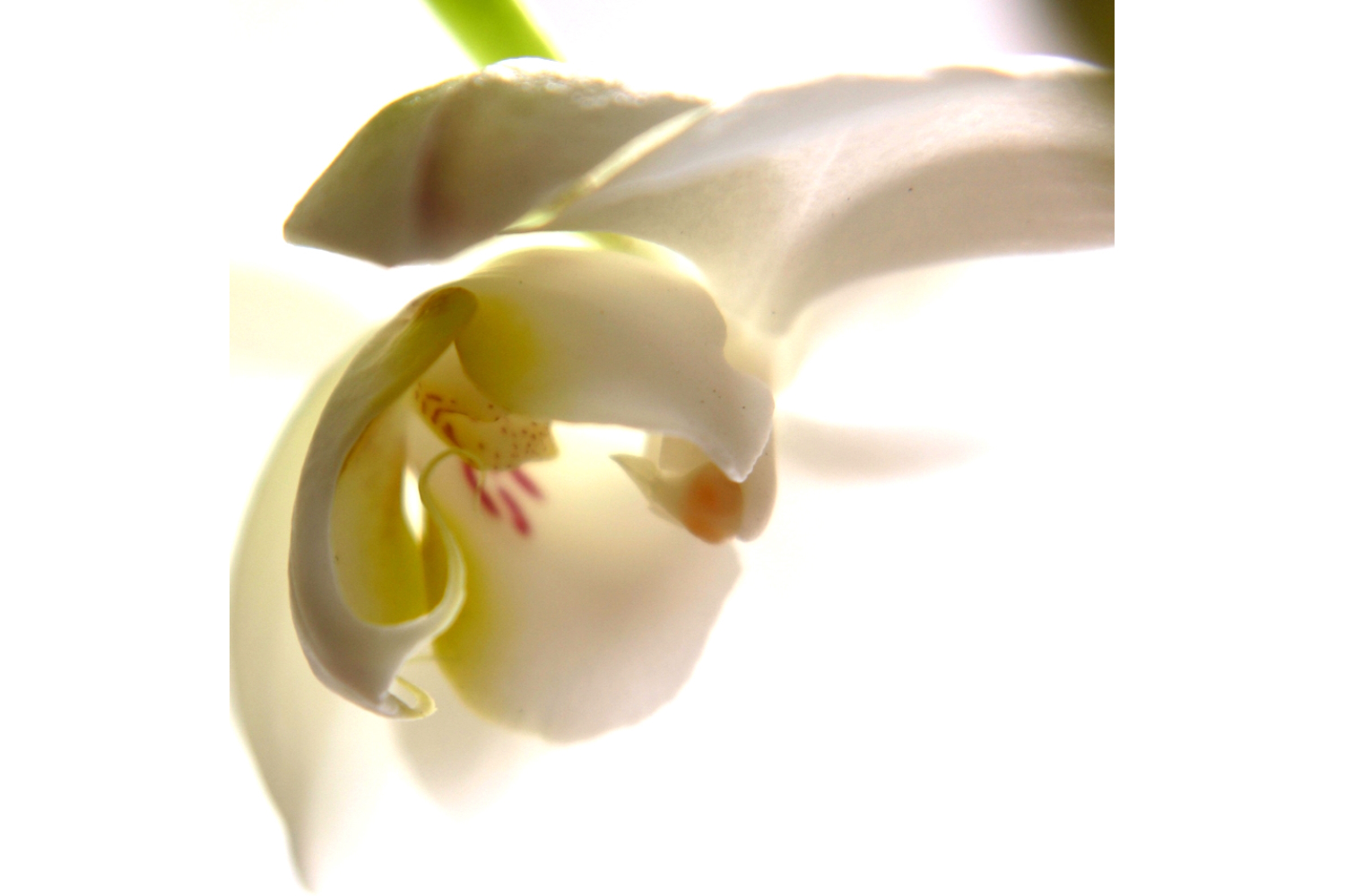 portfolio_blumen_01