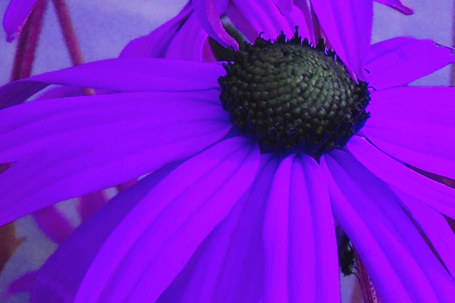 portfolio_blumen_03